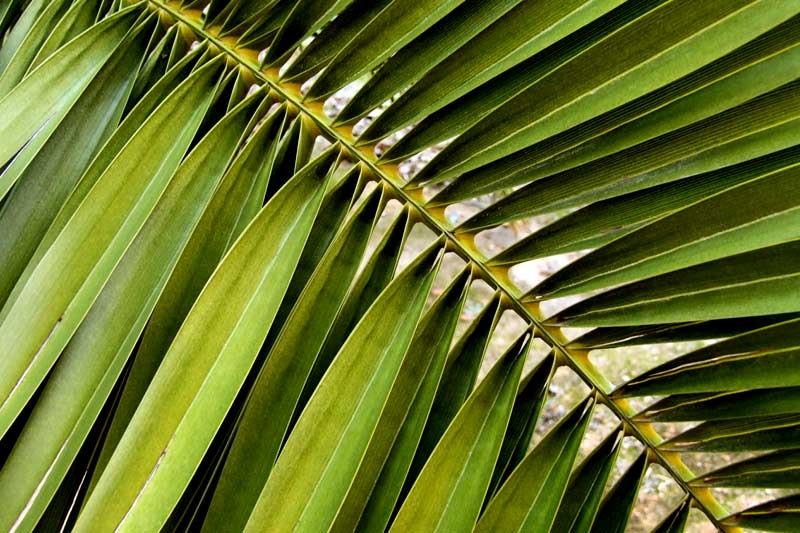 palm frond plant 10 Palm Fronds – The Sukkah Spot
