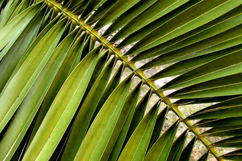 10 Palm Fronds